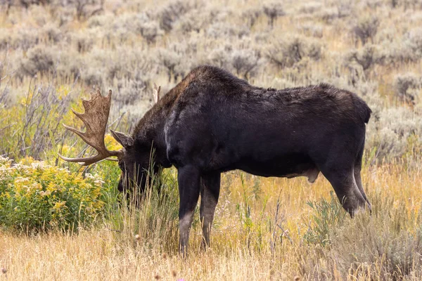 Sonbaharda Wyoming 'de bir geyik.