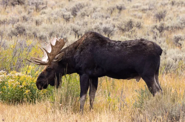 Een Stier Eland Wyoming Herfst — Stockfoto