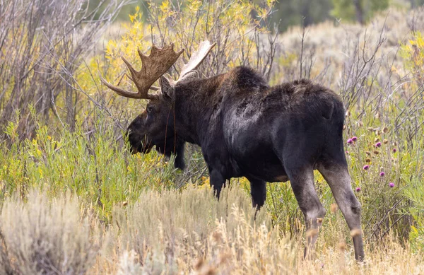 Bull Moose Wyoming Autumn — Stock Photo, Image