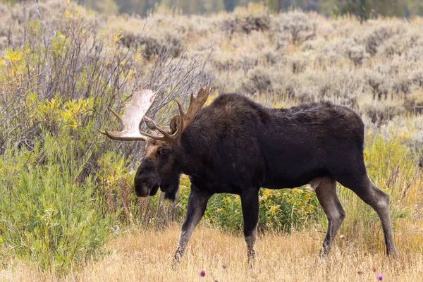 Orignal Taureau Dans Wyoming Automne — Photo