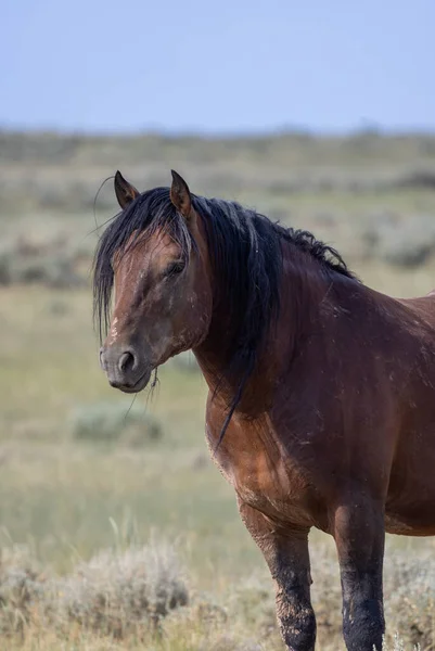 Beautiful Wild Horse Summer Wyoming Desert — Stock Photo, Image