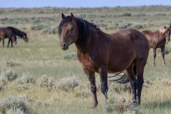 Piękny Dziki Koń Latem Pustyni Wyoming — Zdjęcie stockowe