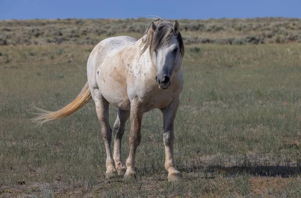 Ein Schönes Wildpferd Sommer Der Wüste Von Wyoming — Stockfoto