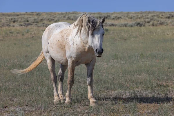 Hermoso Caballo Salvaje Verano Desierto Wyoming — Foto de Stock