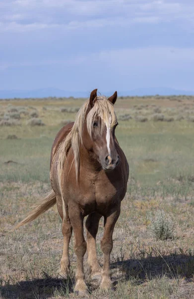 Krásný Divoký Kůň Létě Poušti Wyoming — Stock fotografie