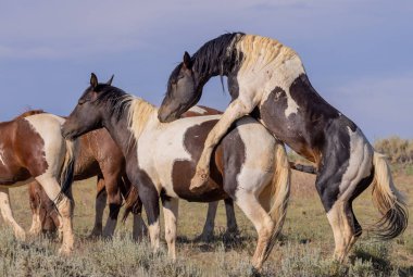 Yazın Wyoming çölünde vahşi atlar