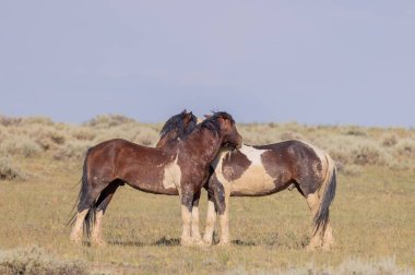 Yazın Wyoming çölünde vahşi atlar