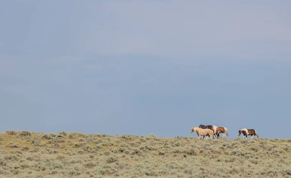 Дикие Лошади Пустыне Вайоминг Летом — стоковое фото