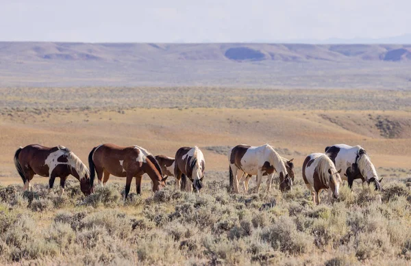 Divoké Koně Poušti Wyoming Létě — Stock fotografie