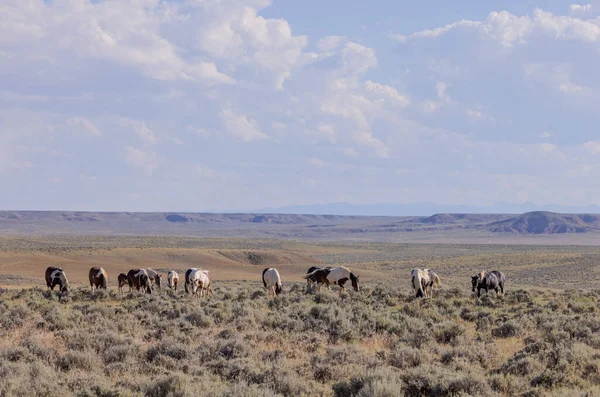 夏天怀俄明州沙漠中的野马 — 图库照片