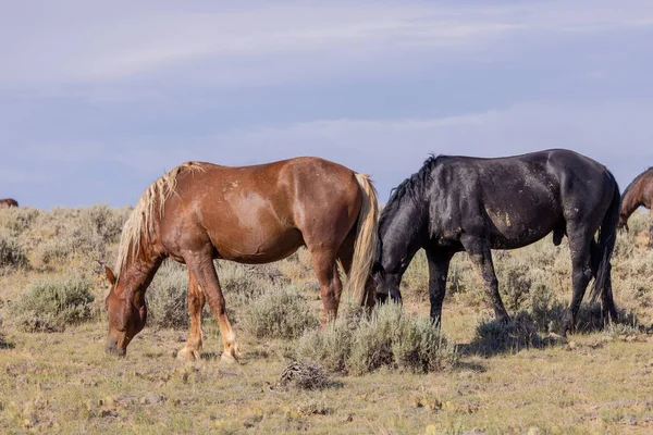 Wild Horses Wyoming Desert Summer — Stock Photo, Image