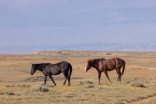 夏のワイオミング砂漠の野生馬は — ストック写真