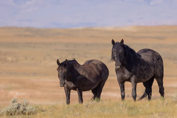 Dzikie Konie Pustyni Wyoming Latem — Zdjęcie stockowe