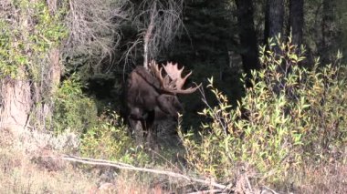 Sonbaharda Wyoming 'de bir geyik.