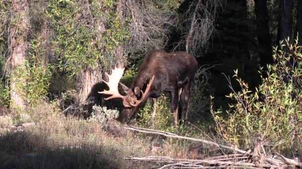 Alce Toro Wyoming Otoño — Vídeo de stock