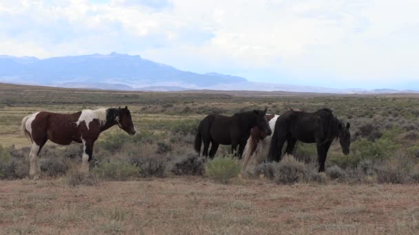 Beautiful Wild Horses Wyoming Desert Autumn — Stock Video