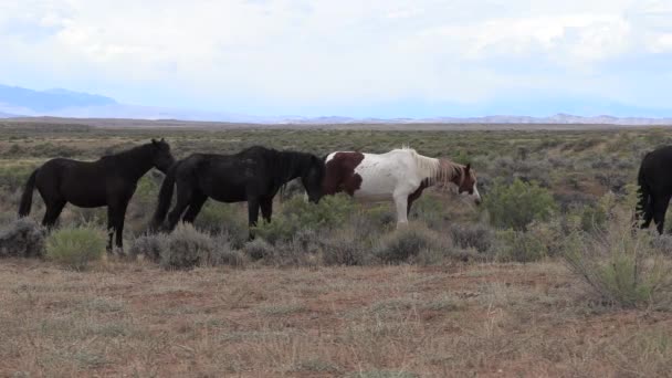 Belos Cavalos Selvagens Deserto Wyoming Outono — Vídeo de Stock