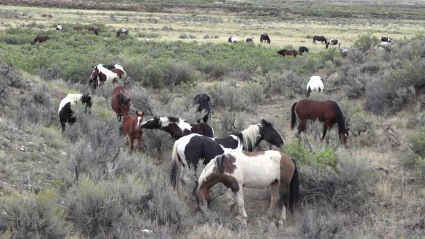 Belos Cavalos Selvagens Deserto Wyoming Outono — Vídeo de Stock