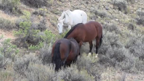 Belos Cavalos Selvagens Deserto Wyoming Outono — Vídeo de Stock