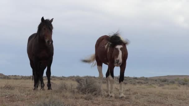 Sonbaharda Wyoming Çölünde Güzel Vahşi Atlar — Stok video