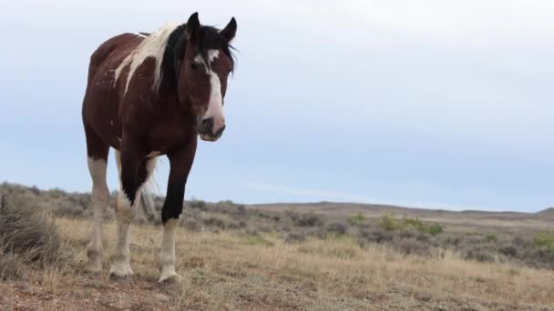 Piękne Dzikie Konie Pustyni Wyoming Jesienią — Wideo stockowe