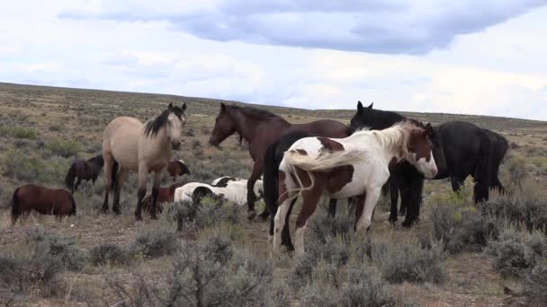 Wyoming Çölünde Sonbaharda Vahşi Atlar — Stok video