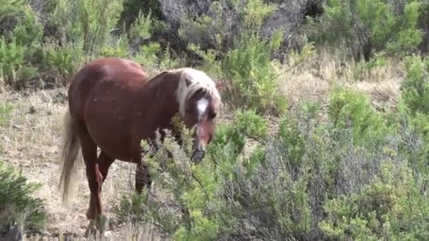Caballos Salvajes Otoño Desierto Wyoming — Vídeos de Stock
