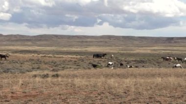 Wyoming çölünde sonbaharda vahşi atlar