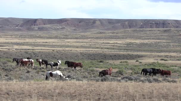 Cavalos Selvagens Outono Deserto Wyoming — Vídeo de Stock