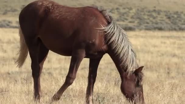 Dzikie Konie Jesienią Pustyni Wyoming — Wideo stockowe