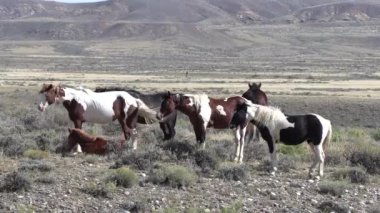 Wyoming çölünde sonbaharda vahşi atlar