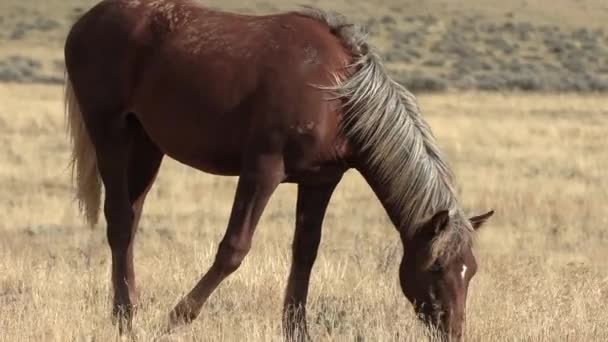 Vadlovak Ősszel Wyoming Sivatagban — Stock videók
