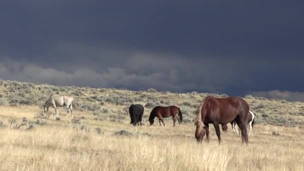 秋天怀俄明州沙漠中的野马 — 图库视频影像
