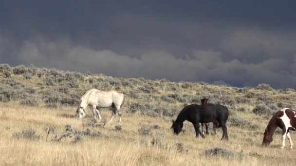 Caballos Salvajes Otoño Desierto Wyoming — Vídeo de stock