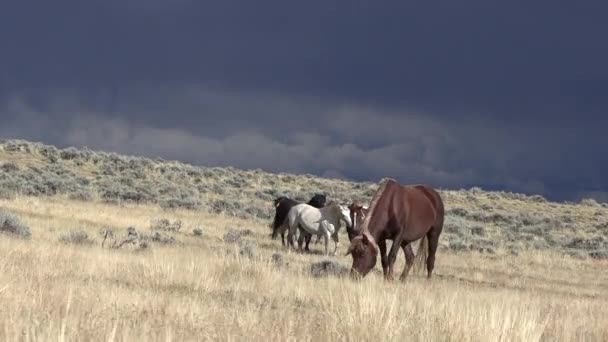 Cavalos Selvagens Outono Deserto Wyoming — Vídeo de Stock