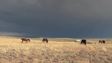 Wyoming çölünde sonbaharda vahşi atlar