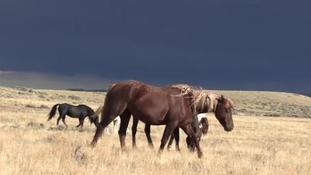 Chevaux Sauvages Automne Dans Désert Wyoming — Video