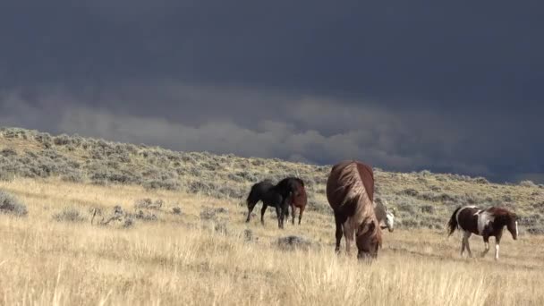 Cavalos Selvagens Outono Deserto Wyoming — Vídeo de Stock