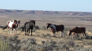 Wyoming çölünde sonbaharda vahşi atlar