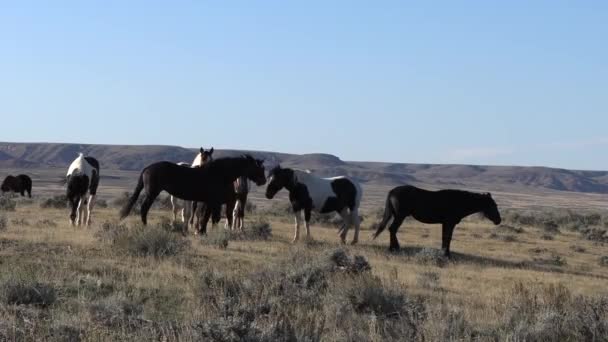 Cavalos Selvagens Outono Deserto Wyoming — Vídeo de Stock