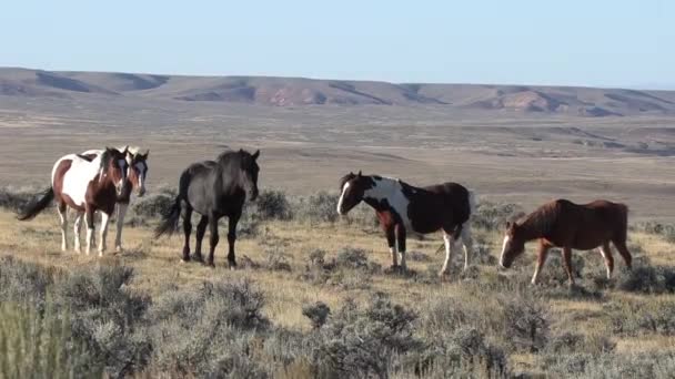 Dzikie Konie Jesienią Pustyni Wyoming — Wideo stockowe