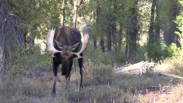 Alce Toro Durante Rutina Otoño Wyoming — Vídeo de stock