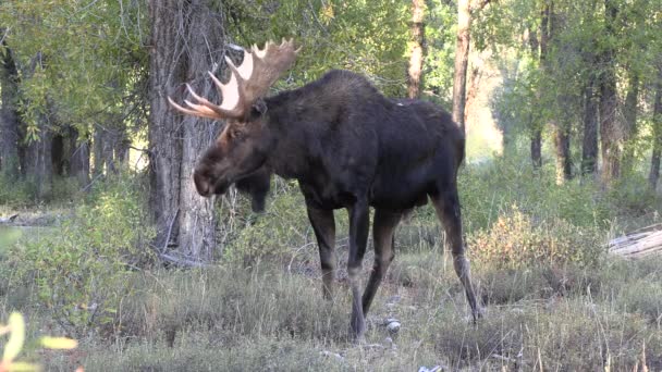 Tjur Älg Hösten Rut Wyoming — Stockvideo