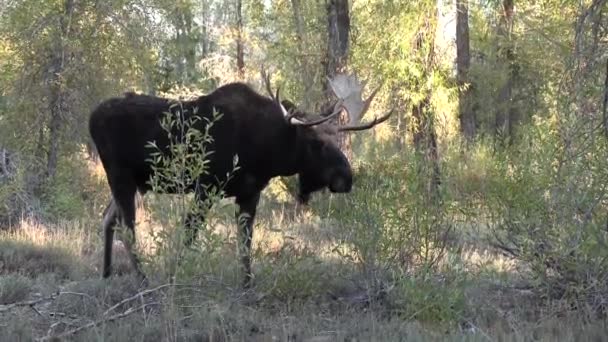 Ein Elchbulle Während Des Sturzkampfs Wyoming — Stockvideo