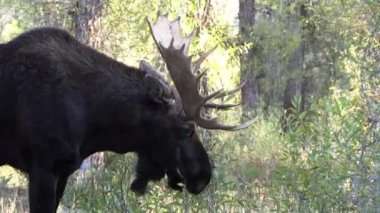 Wyoming 'deki sonbahar monotonluğu sırasında bir geyik.
