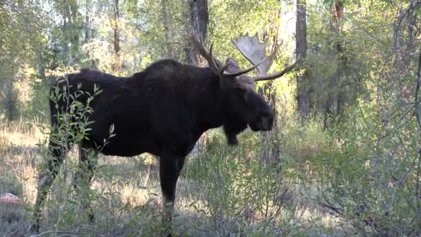 Ein Elchbulle Während Des Sturzkampfs Wyoming — Stockvideo