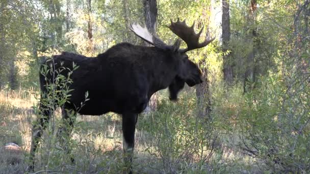ワイオミング州の秋のラットの間に雄牛のムースは — ストック動画