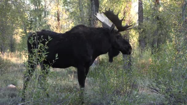 Tjur Älg Ruffen Wyoming Hösten — Stockvideo