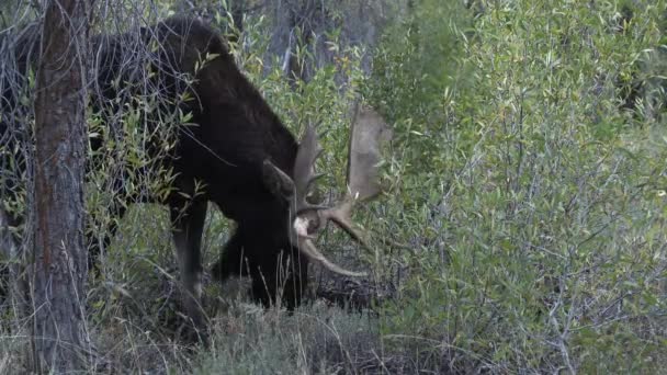 Alce Touro Rotina Wyoming Outono — Vídeo de Stock