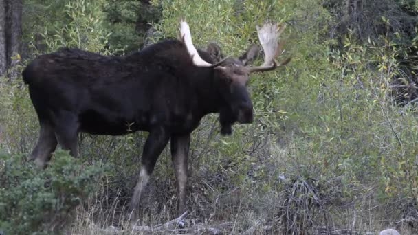 Een Stier Eland Sleur Wyoming Herfst — Stockvideo